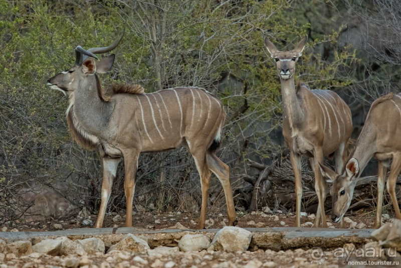 Африканское ралли. Часть 2