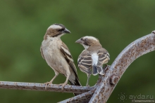 Африканское ралли. Часть 2