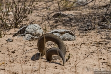 Африканское ралли. Часть 2