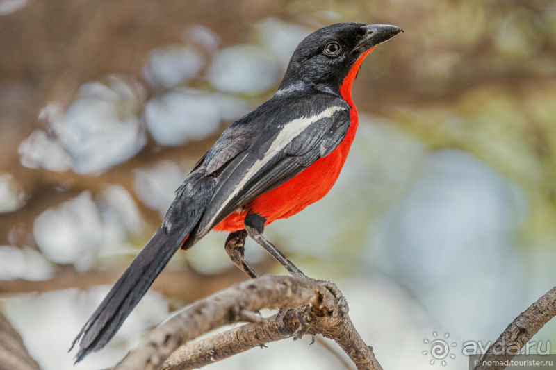 Африканское ралли. Часть 2