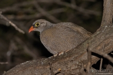 Африканское ралли. Часть 2