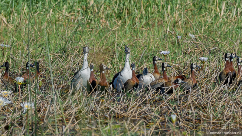 Африканское ралли. Часть 2