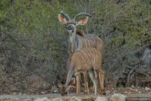 Африканское ралли. Часть 2