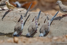 Африканское ралли. Часть 2