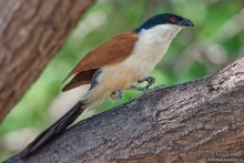 Африканское ралли. Часть 2