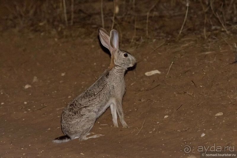 Африканское ралли. Часть 2