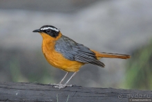 Африканское ралли. Часть 2