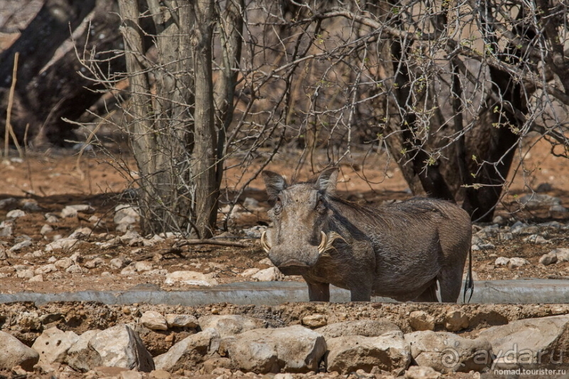 Африканское ралли. Часть 2