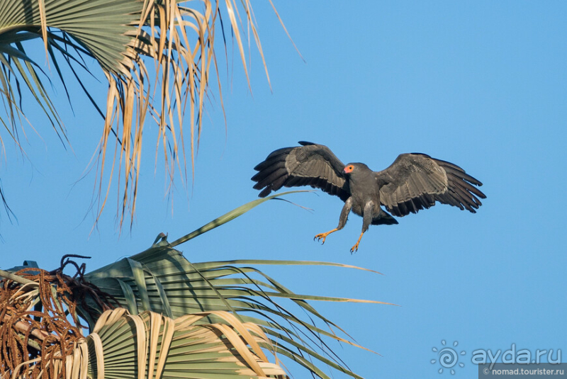 Африканское ралли. Часть 2