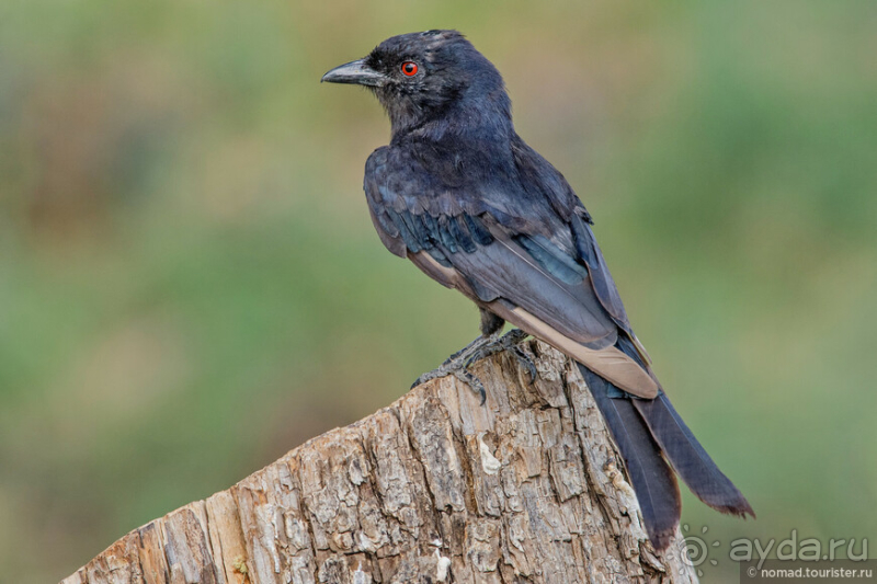 Африканское ралли. Часть 2