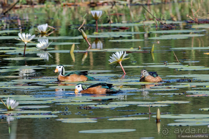 Африканское ралли. Часть 2