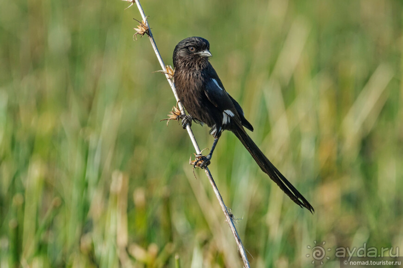 Африканское ралли. Часть 2