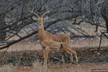 Африканское ралли. Часть 2