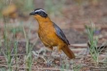 Африканское ралли. Часть 2