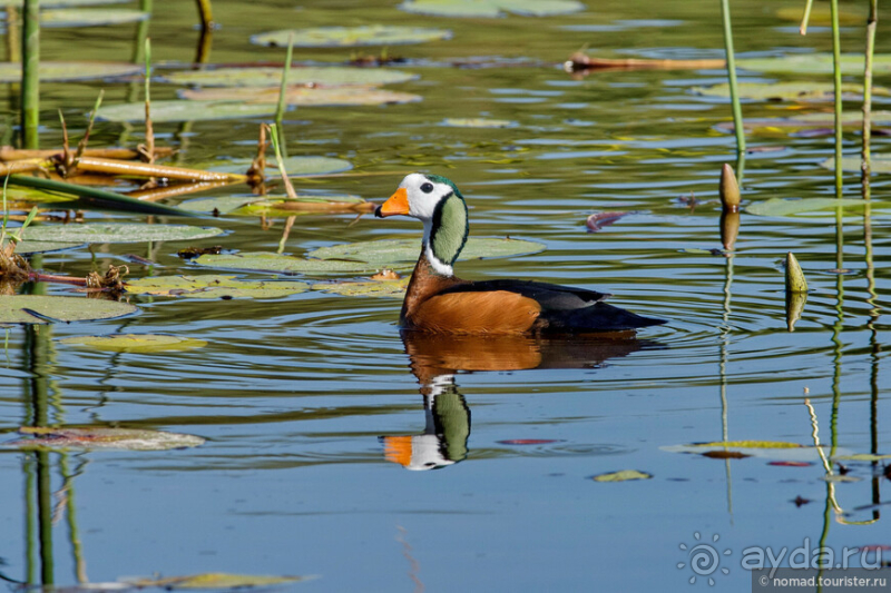 Африканское ралли. Часть 2