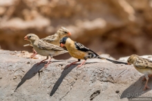 Африканское ралли. Часть 2