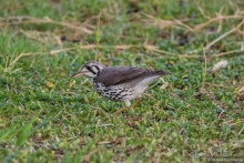 Африканское ралли. Часть 2