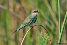 Африканское ралли. Часть 2