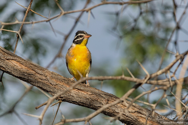 Африканское ралли. Часть 2