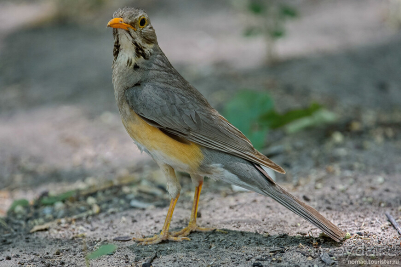 Африканское ралли. Часть 2