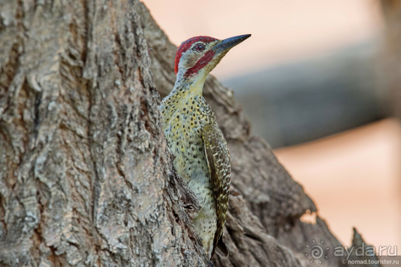 Африканское ралли. Часть 2