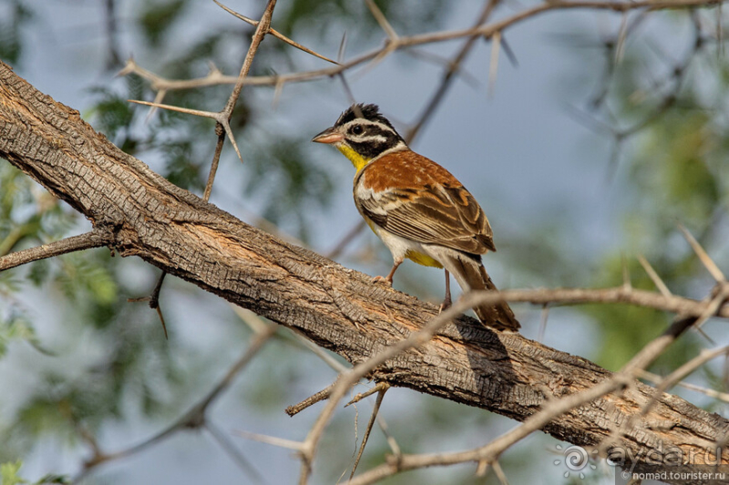 Африканское ралли. Часть 2