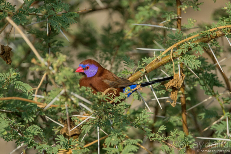 Африканское ралли. Часть 2