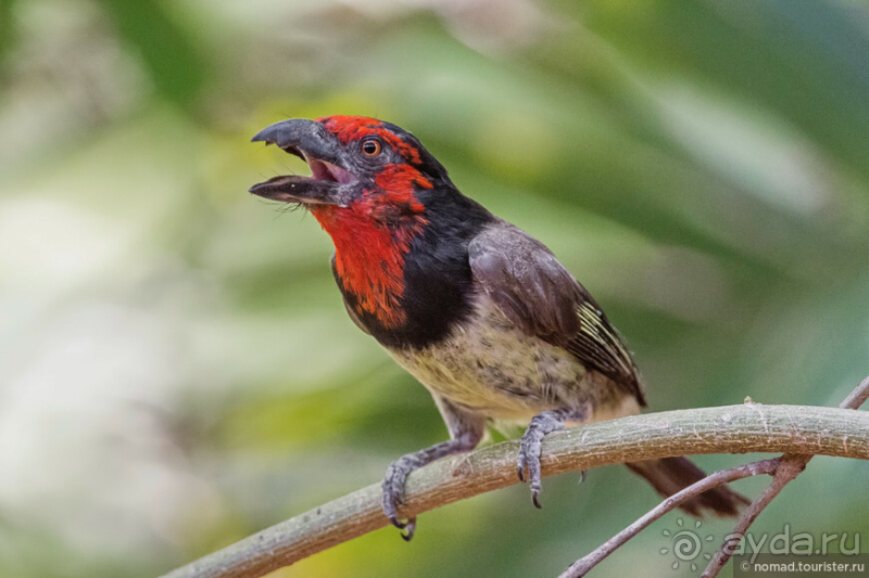 Африканское ралли. Часть 2