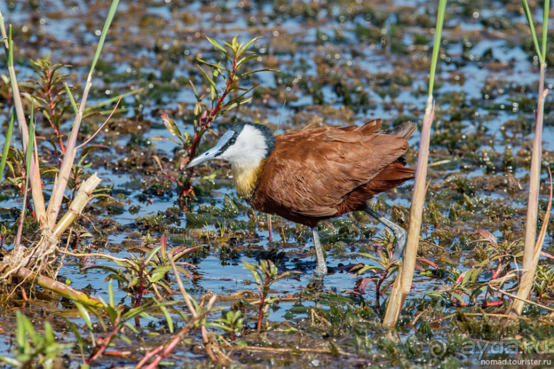 Африканское ралли. Часть 2