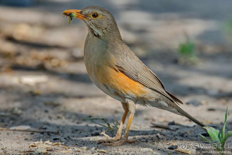 Африканское ралли. Часть 2