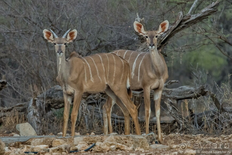 Африканское ралли. Часть 2