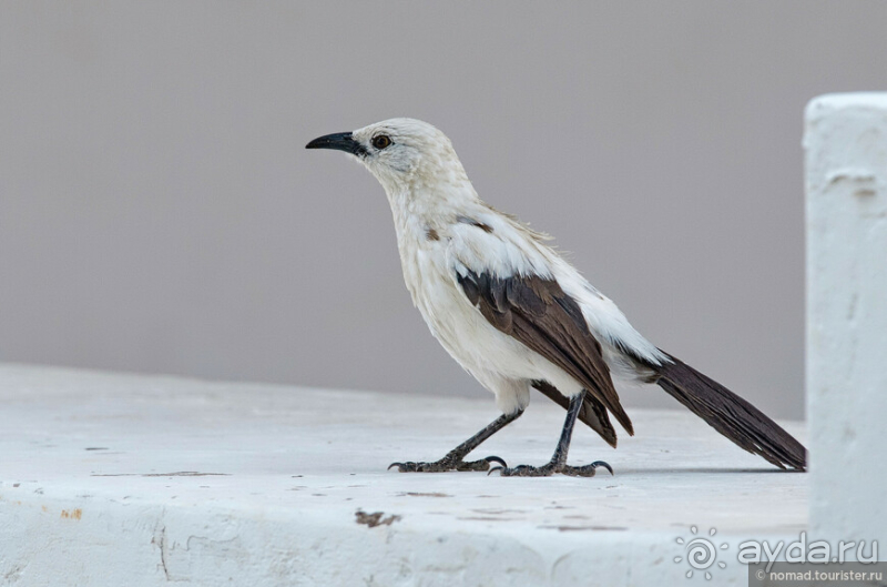 Африканское ралли. Часть 2