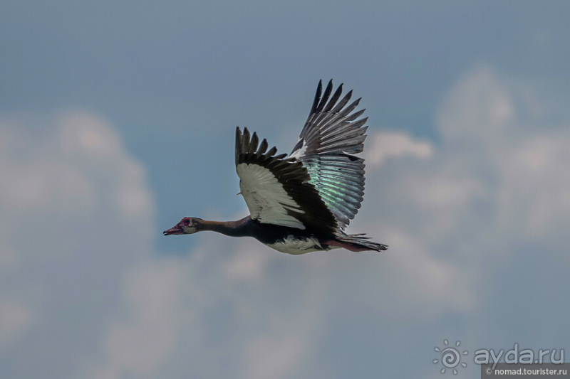 Африканское ралли. Часть 2