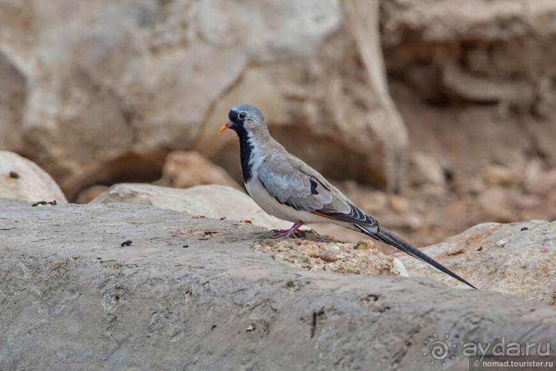 Африканское ралли. Часть 2