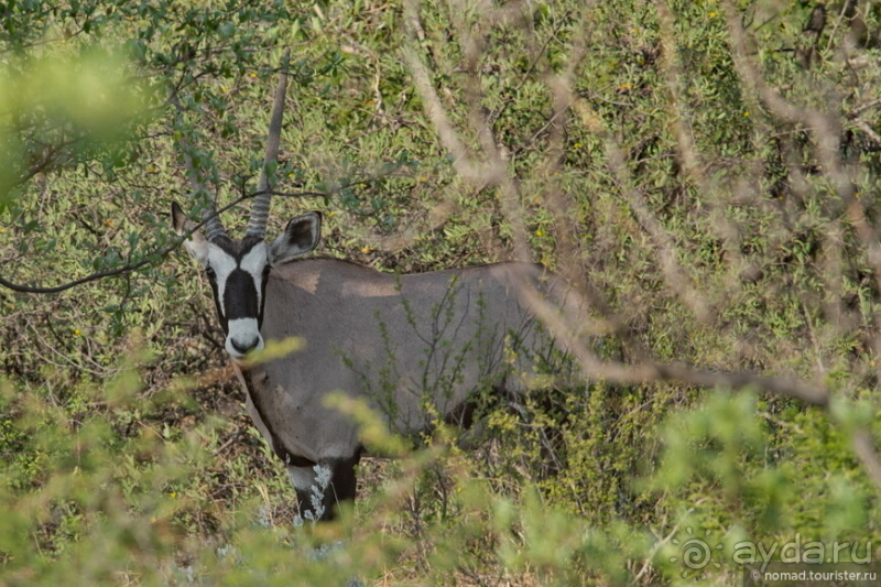 Африканское ралли. Часть 2