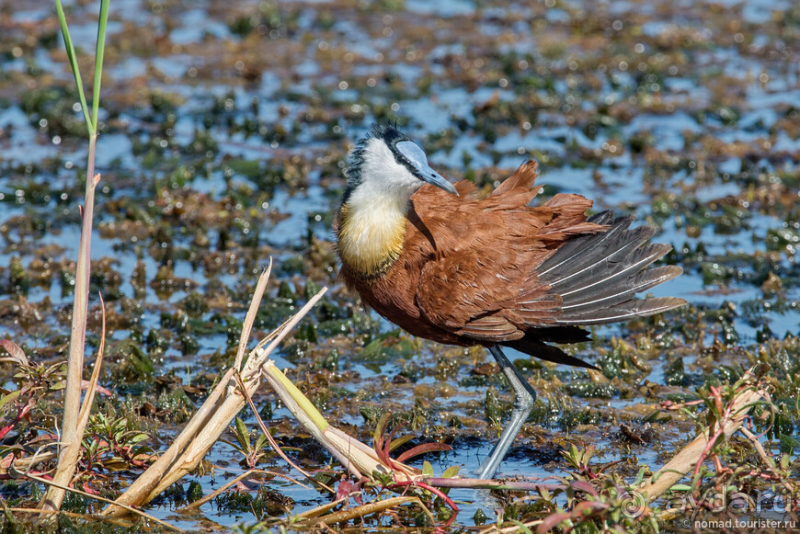 Африканское ралли. Часть 2