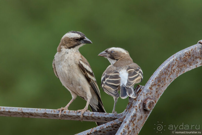 Африканское ралли. Часть 2