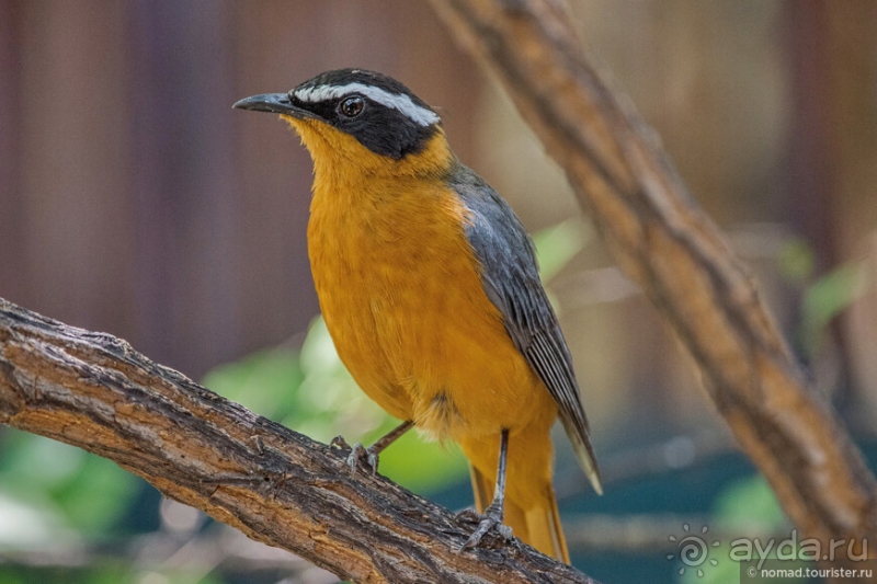 Африканское ралли. Часть 2