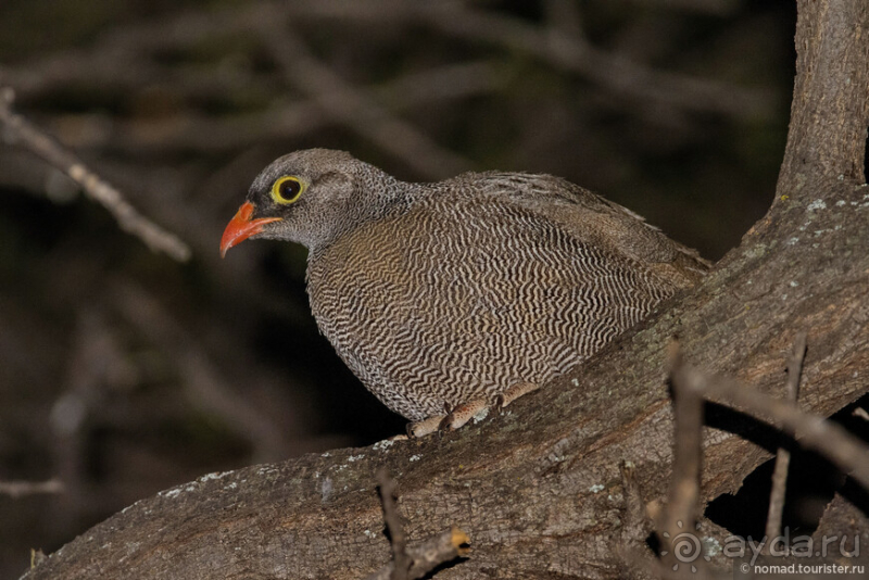 Африканское ралли. Часть 2