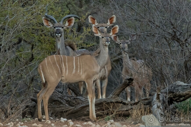 Африканское ралли. Часть 2