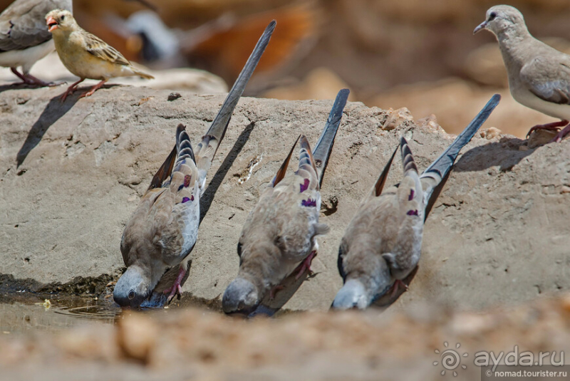 Африканское ралли. Часть 2