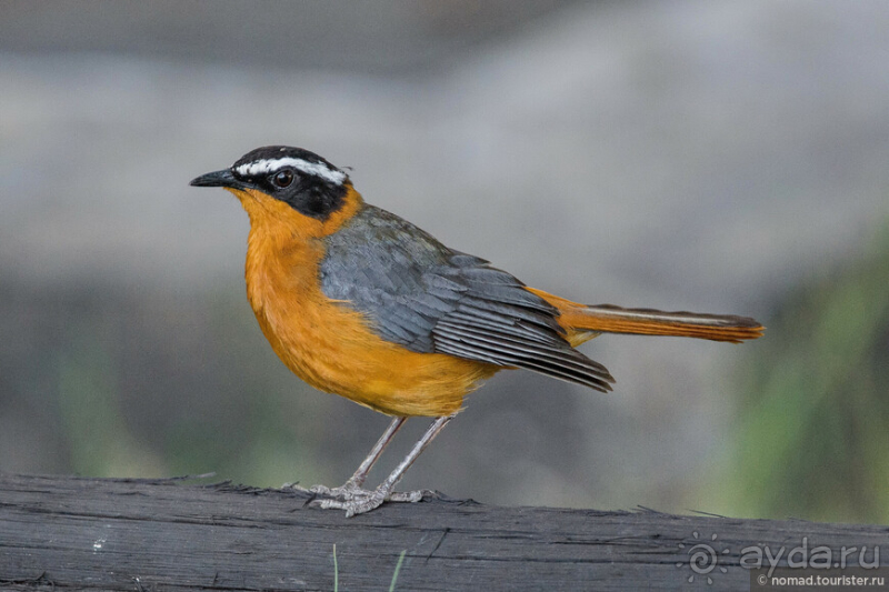 Африканское ралли. Часть 2