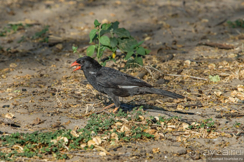 Африканское ралли. Часть 2