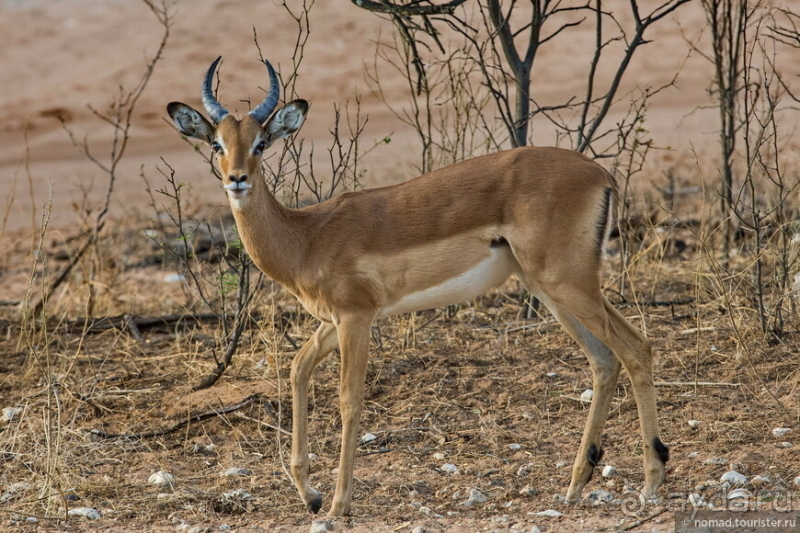 Африканское ралли. Часть 2