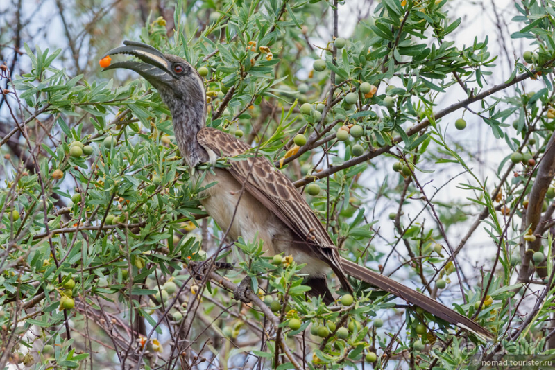 Африканское ралли. Часть 2