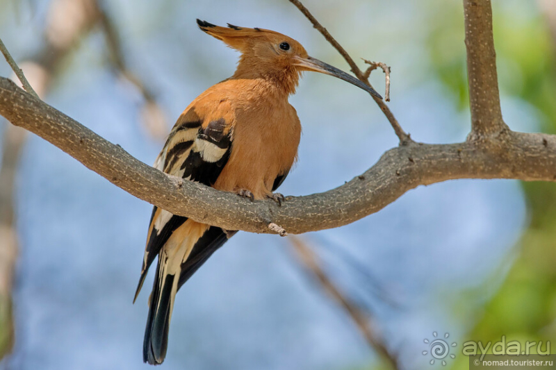 Африканское ралли. Часть 2