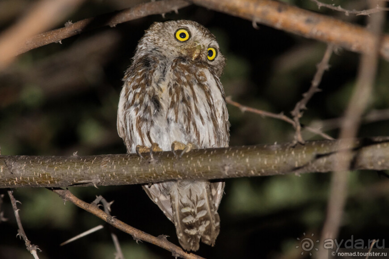 Африканское ралли. Часть 2