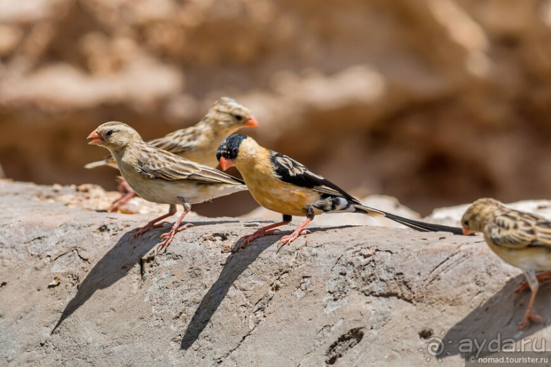 Африканское ралли. Часть 2