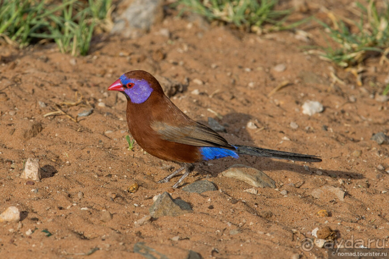 Африканское ралли. Часть 2