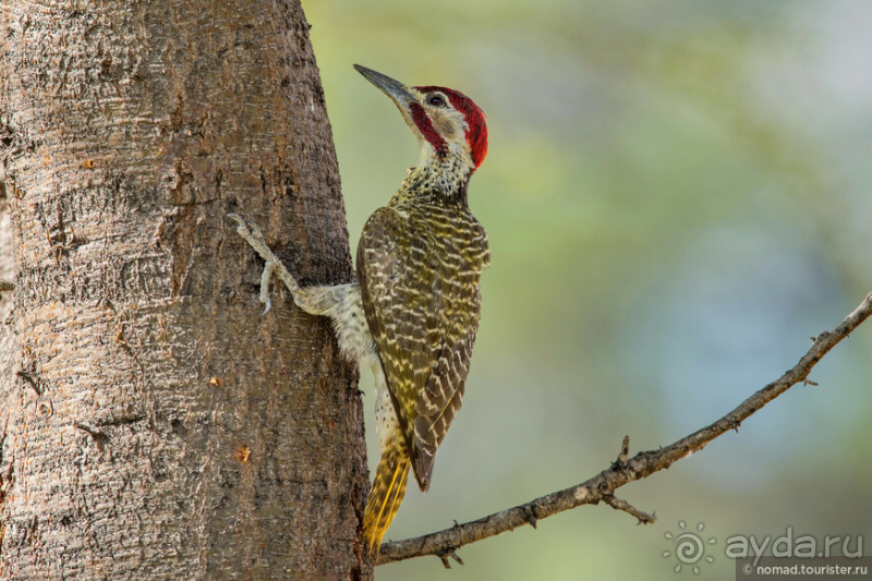 Африканское ралли. Часть 2